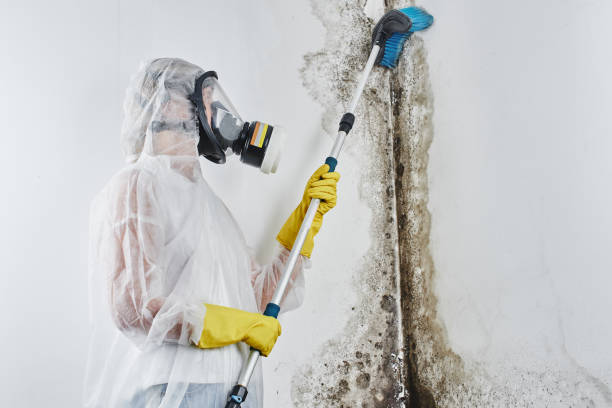 Best Crawl Space Mold Removal  in Edenton, NC