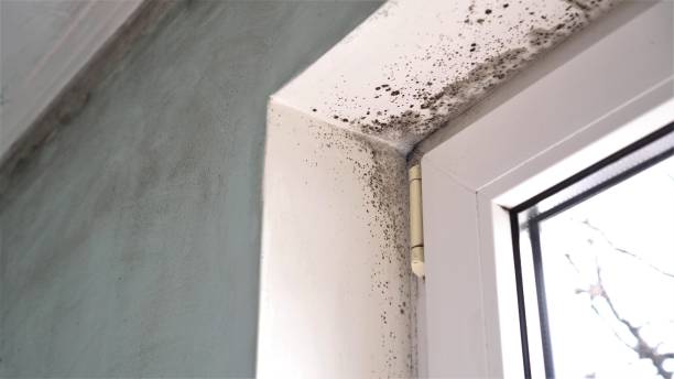 Best Commercial Mold Removal  in Edenton, NC