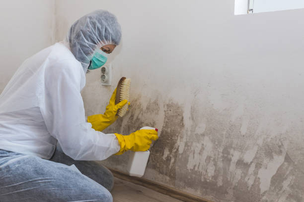 Best Local Mold Removal Service  in Edenton, NC