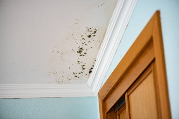 Best Mold Testing  in Edenton, NC