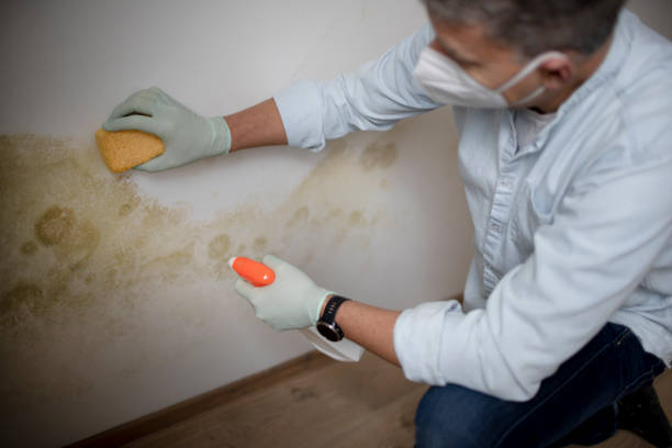 Office Mold Removal Services in Edenton, NC