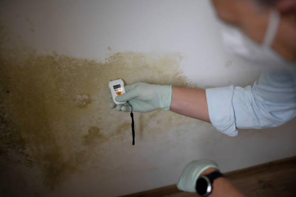 Best Toxic Mold Removal  in Edenton, NC