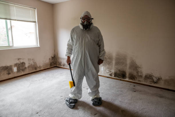 Best Certified Mold Removal  in Edenton, NC