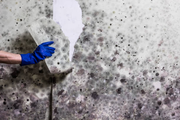 Best Office Mold Removal Services  in Edenton, NC