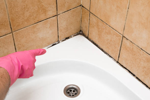 Best Same-Day Mold Removal  in Edenton, NC