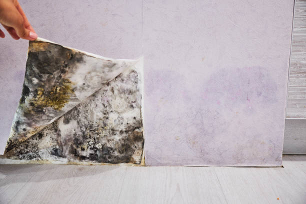 Best Black Mold Removal  in Edenton, NC